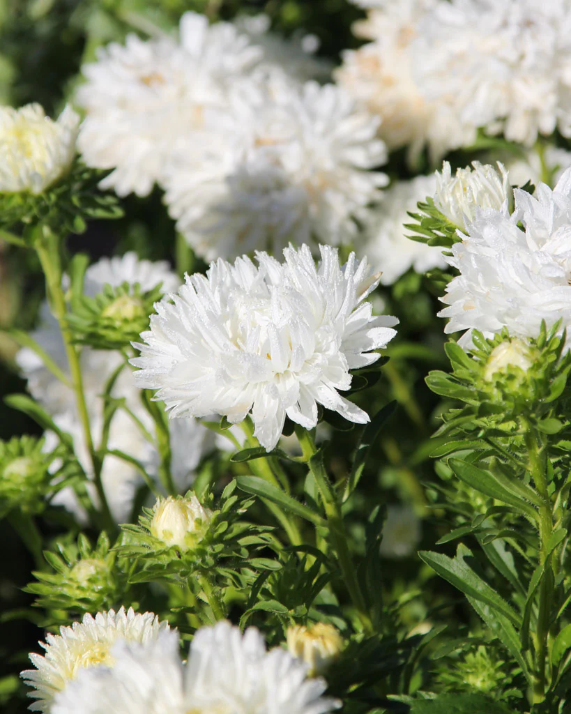 Kininis sodinis astras, baltas "Duchesse" AKONE 0,3 g