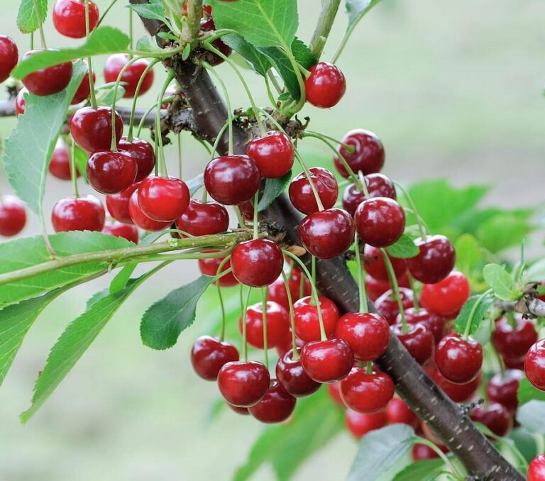 Prunus cerasus "Prevoshodnaja Kolesnikovoi"