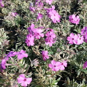 Phlox procumbens "Variegata"