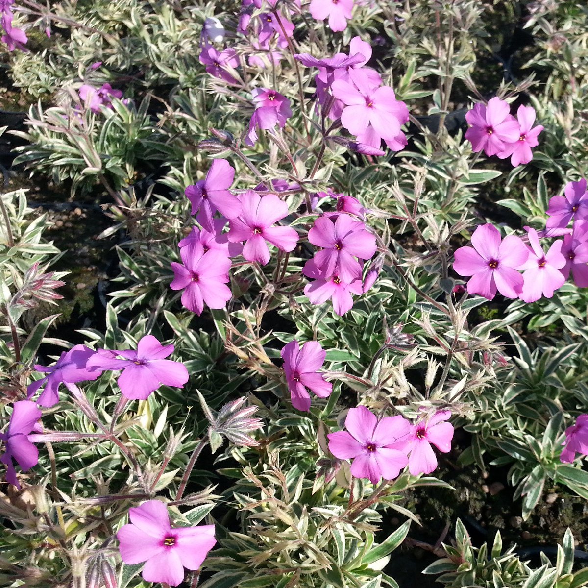Phlox procumbens "Variegata"