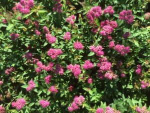 Spiraea japonica "Dart's Red"
