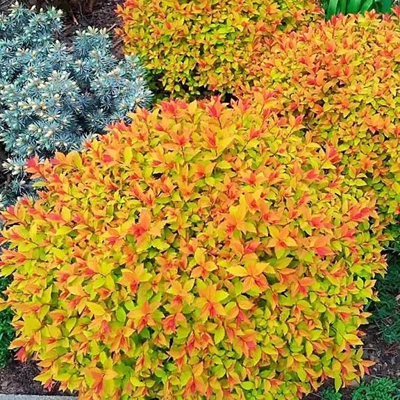 Spiraea japonica "Firelight"