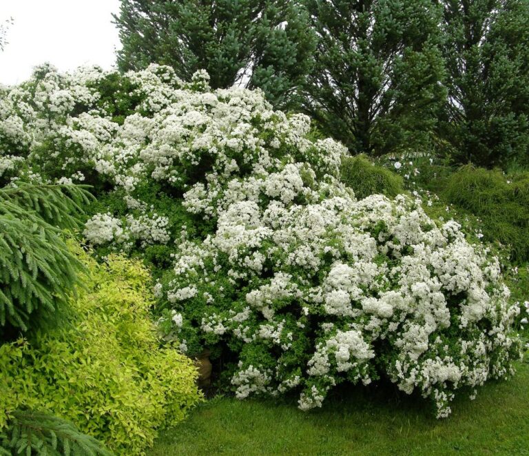 Spiraea nipponica "Halward's Silver"