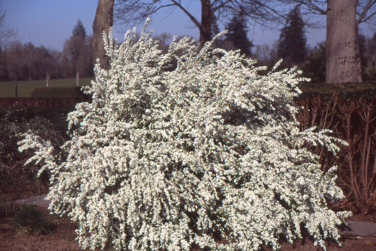 Spiraea thunbergii