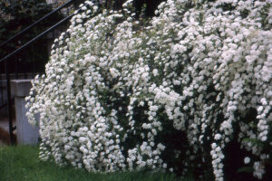 Spiraea × vanhouttei
