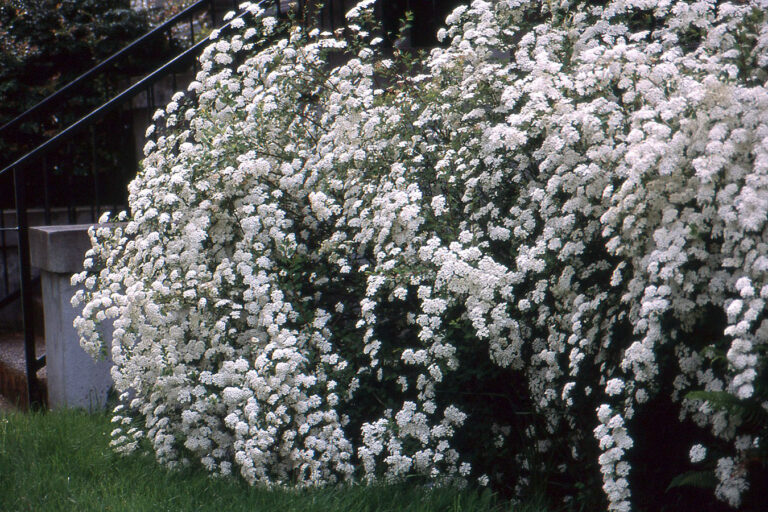 Spiraea x vanhouttei 40 cm vazonas