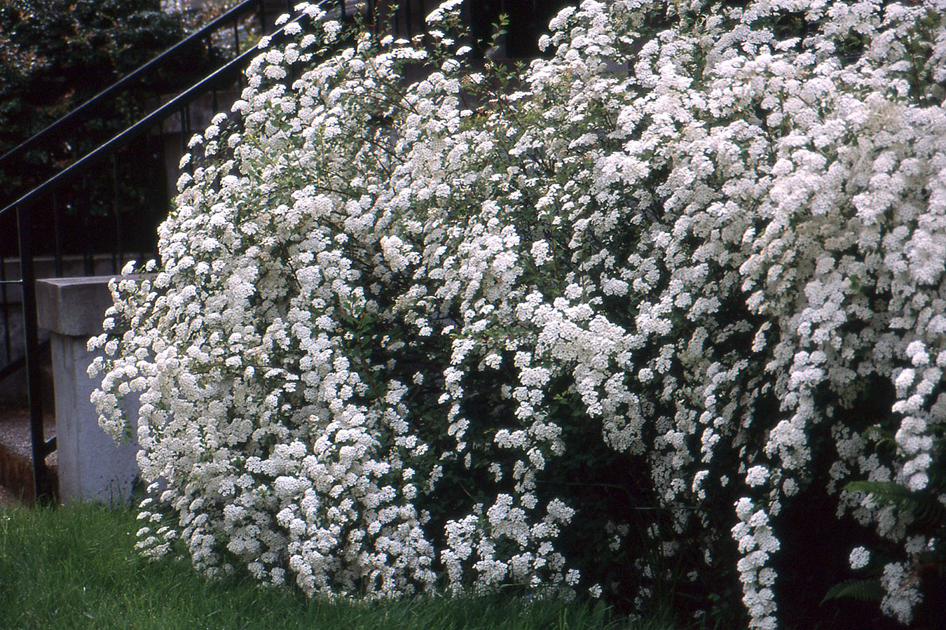 Spiraea × vanhouttei