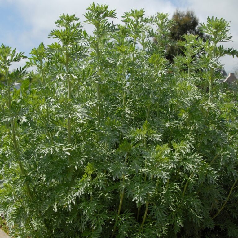 Wormwood (Artemisia absinthium) P9 pot