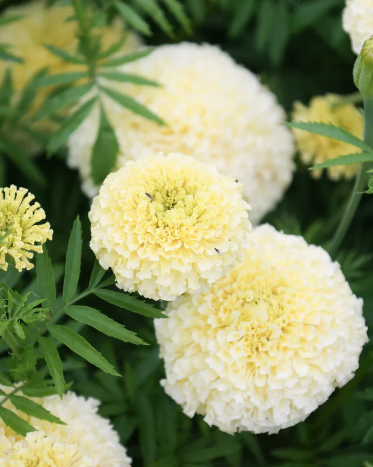 African marigold "Kilimanjaro", 0.2 g, Žalia stotelė