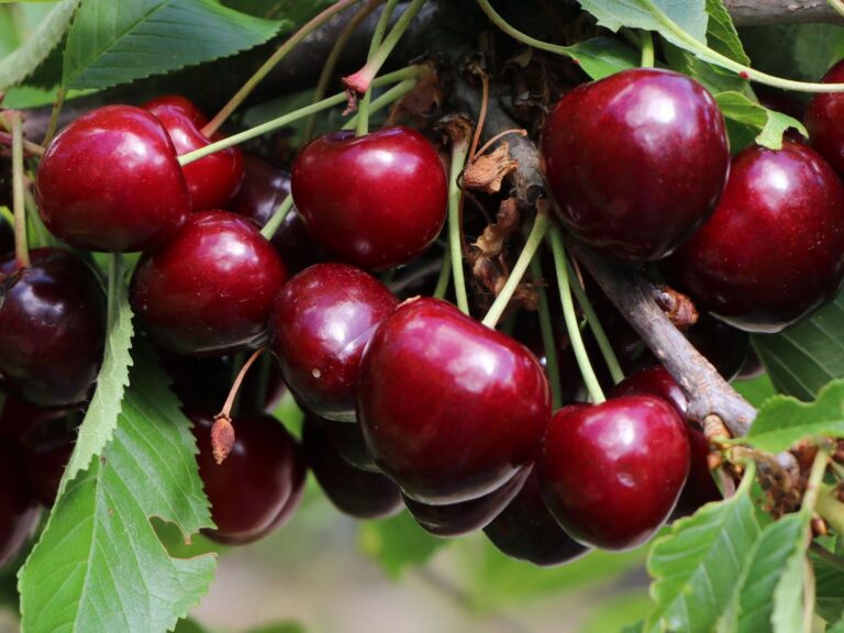 Prunus avium "Sunburst"