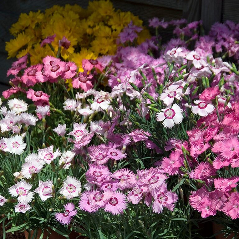 Sulgnelk "Spring Beauty Mix" Toraf 0,5 g