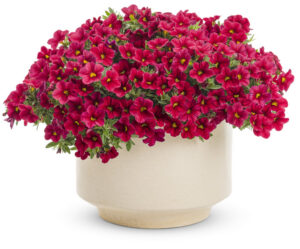 Calibrachoa Red