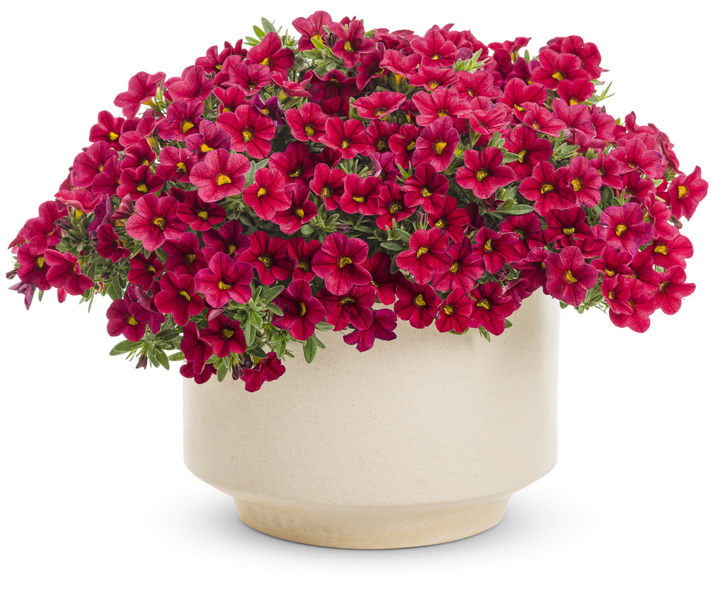 Calibrachoa sarkanā