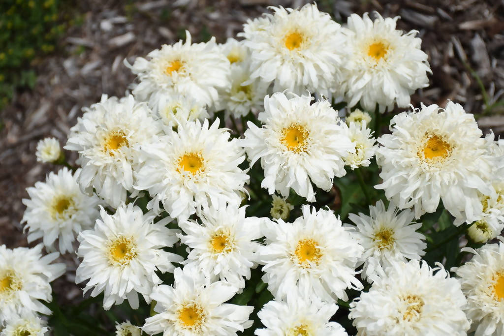 Suureõieline härjasilm "Crazy Daisy" KURZEMES SĒKLAS 0,05 g