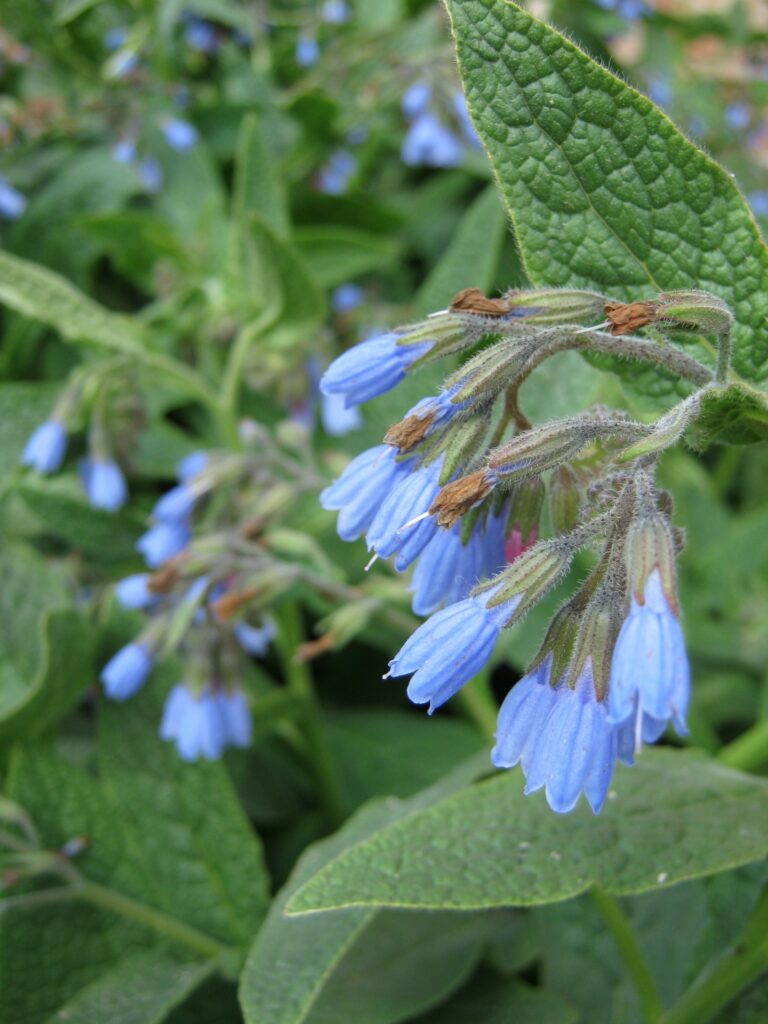 Symphytum grandiflorum "Hidcote Blue"