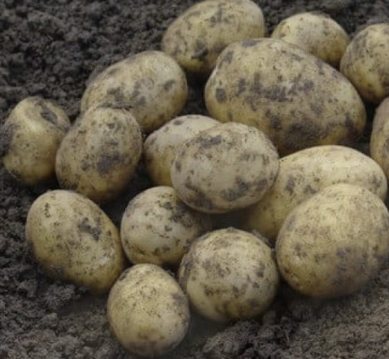 Seed potato Solanum tuberosum "Patricia"