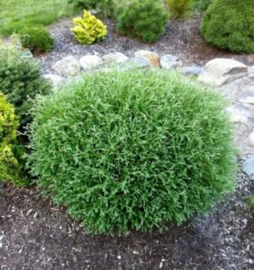 Thuja occidentalis "Mr. Bowling Ball"