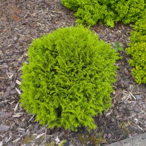 Thuja occidentalis "Waterfield"