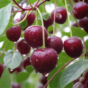 Prunus cerasus "Milavica"