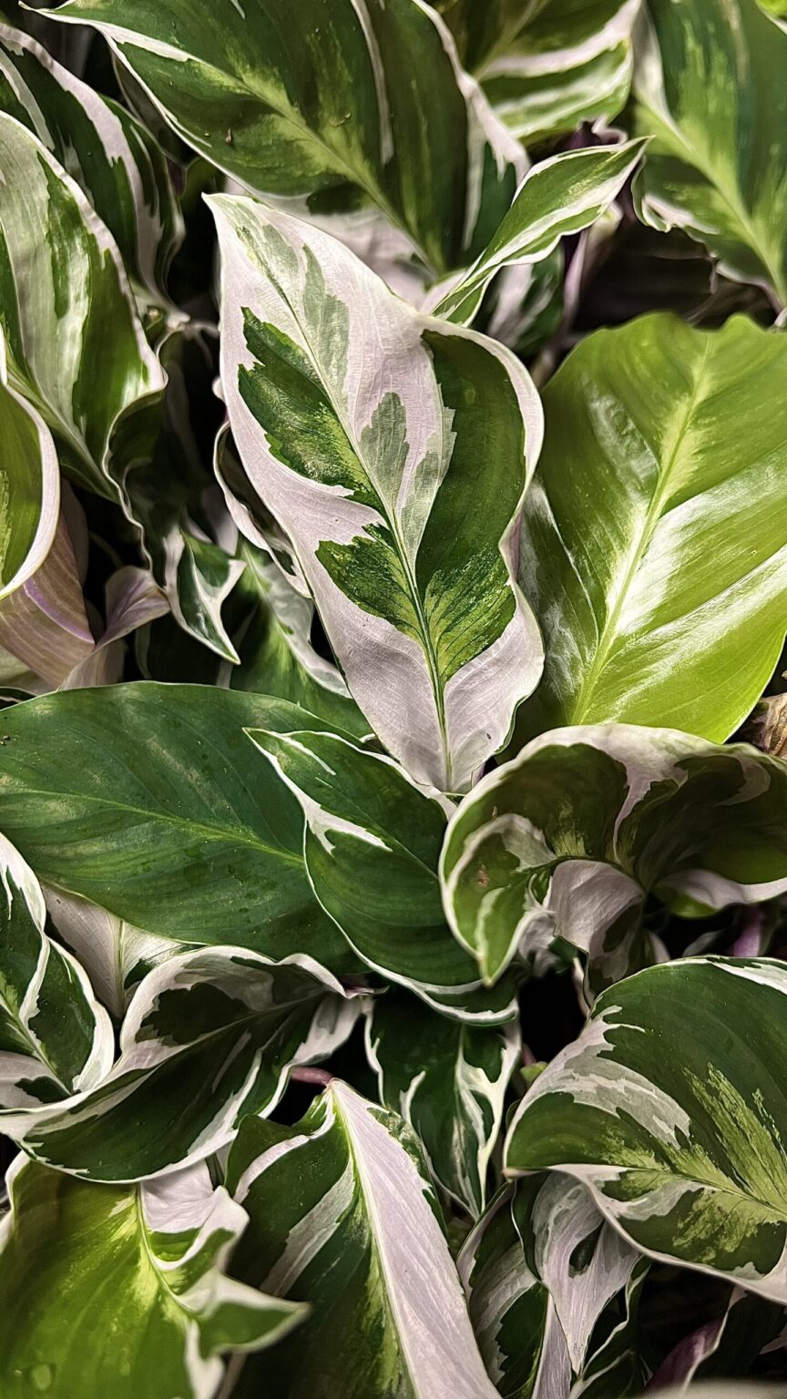 Calathea "Fusion White"