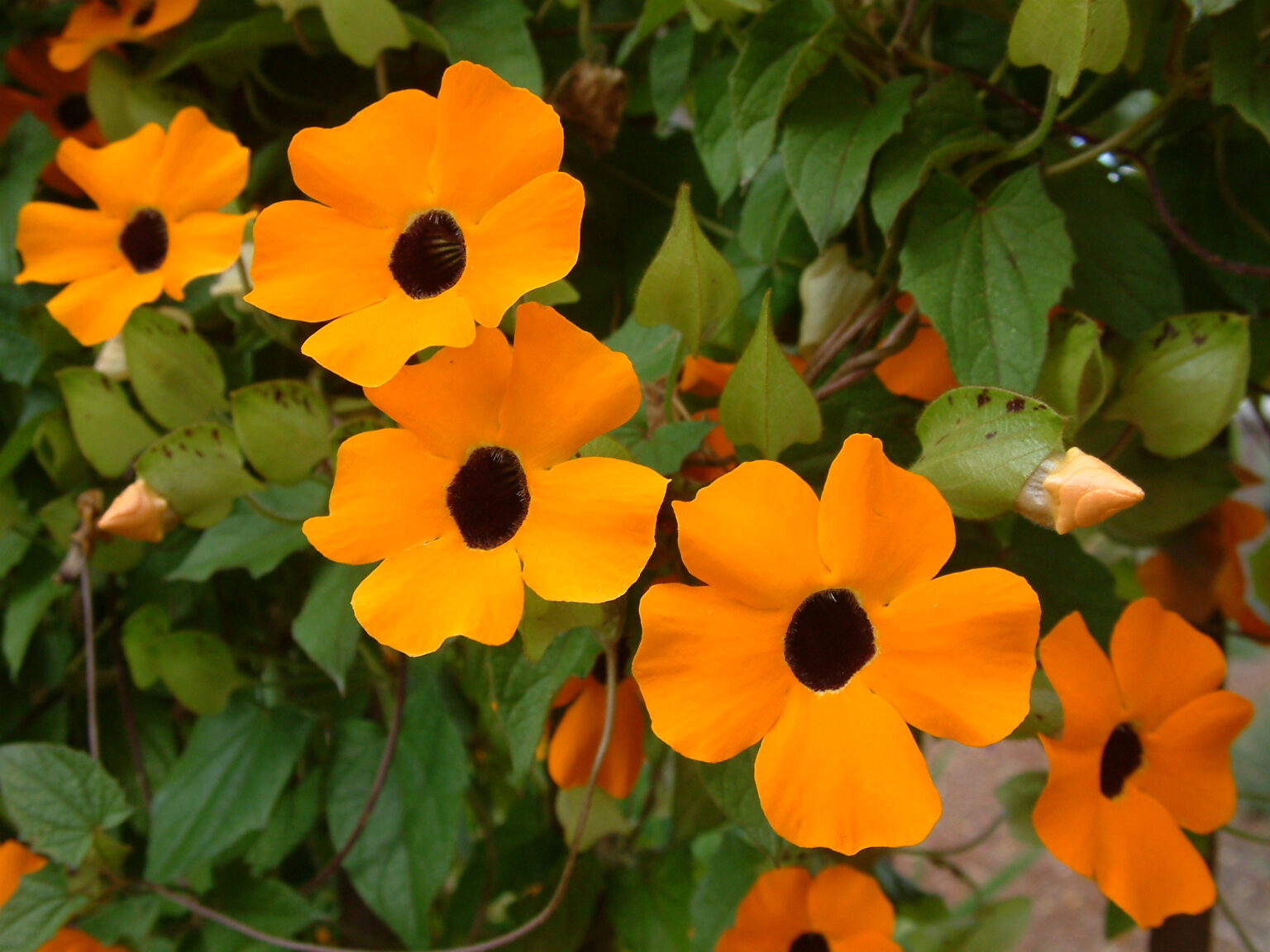 Sparnuota Thunbergia "Black Eye Susan" Žalia stotele 0,5 g