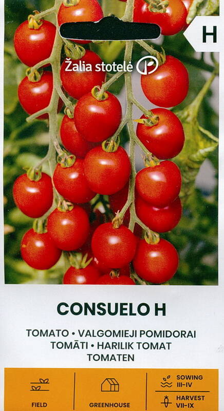 Tomat "Consuelo H" Žalia stotele 10 s.