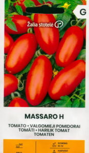 Tomat "Massaro H" Žalia stotele 20 s.