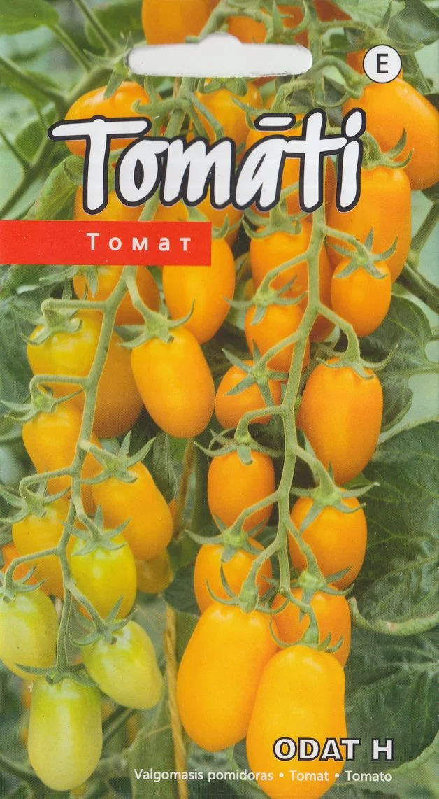 Tomaatti "Odat H" KURZEMES SĒKLAS 5 siementä