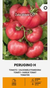 Tomat "Perugino H" Žalia stotele 10 s.