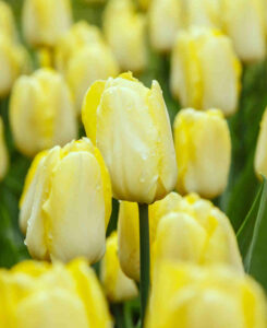Tulipa "Sunny Prince"