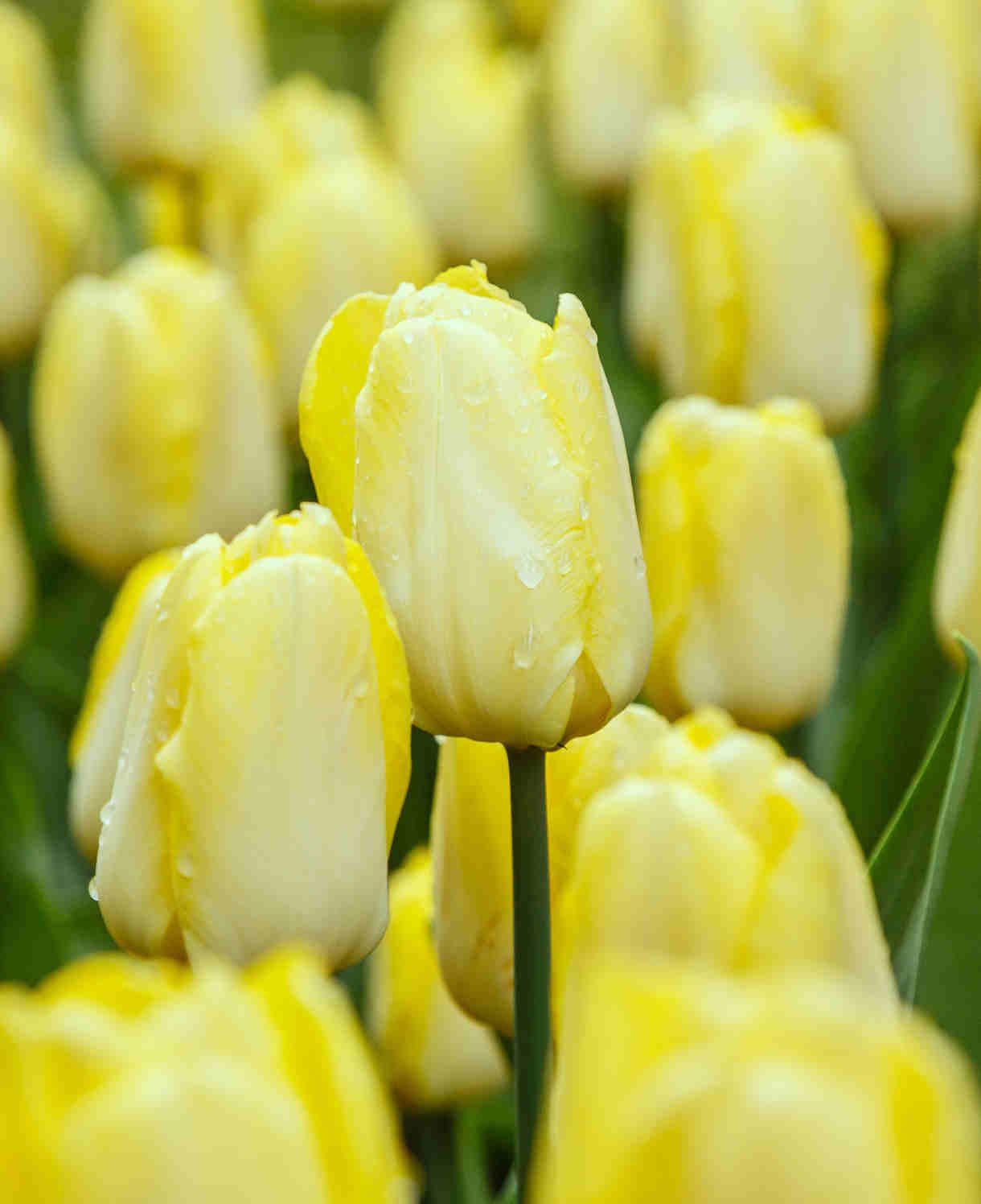 Tulipa "Sunny Prince"