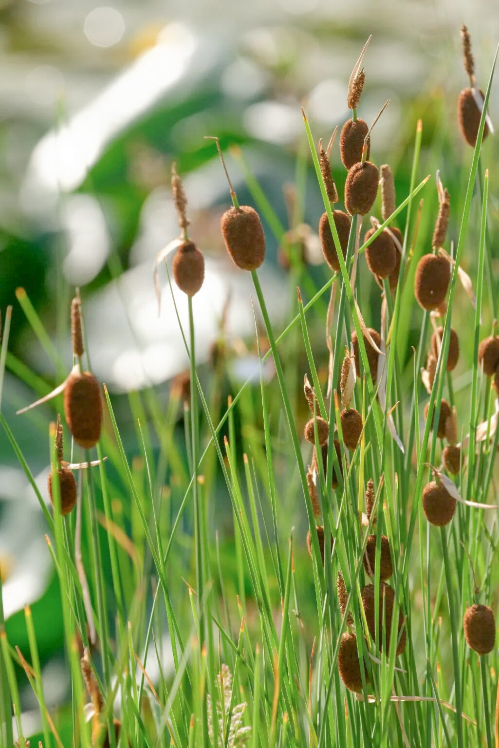 Typha minima aquatic plant planting kit