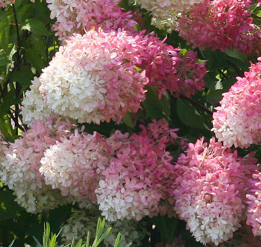 Hydrangea paniculata "Dolly"
