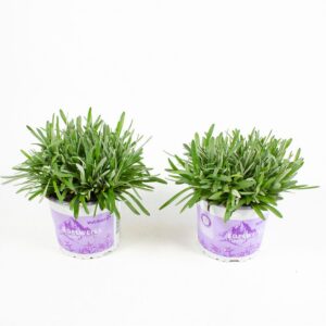 Leontopodium alpinum "Watzmann"