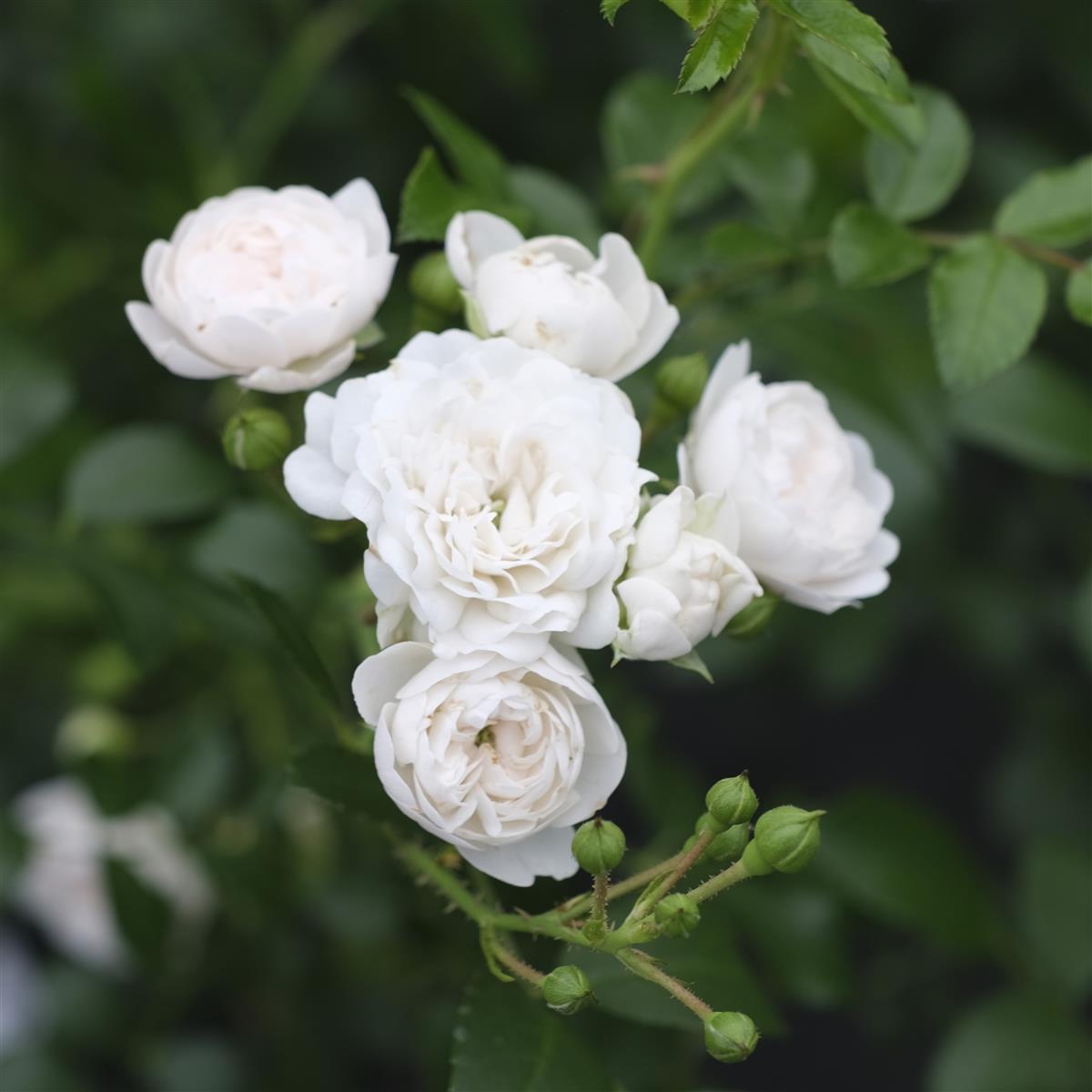Rosa "White Fairy"