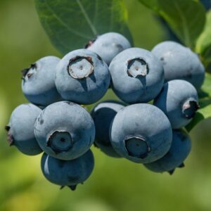 Krūmmellene "Blue Gold"