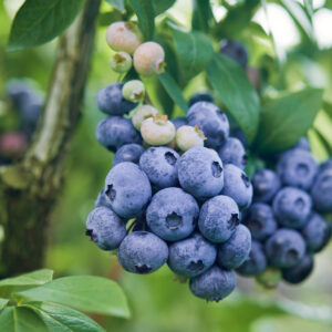 Vaccinium corymbosum "Darrow"