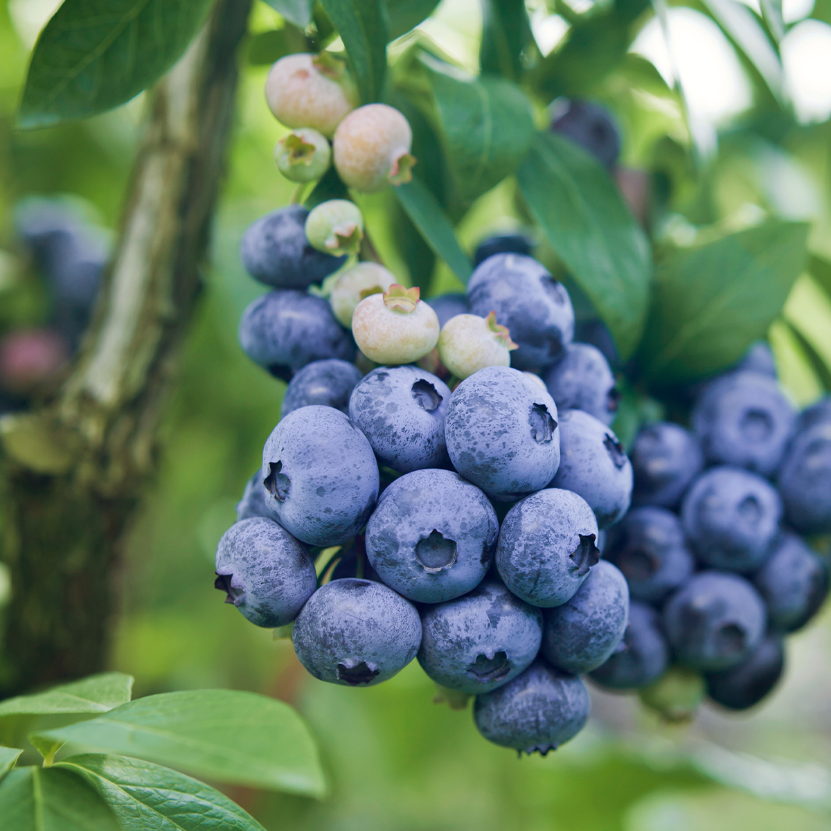 Vaccinium corymbosum "Darrow"