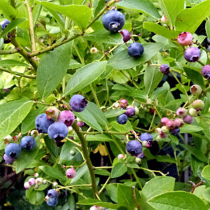 Vaccinium corymbosum "Goldtraube" 9 cm