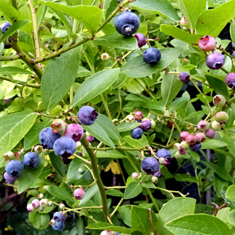 Vaccinium corymbosum "Goldtraube" 9 cm