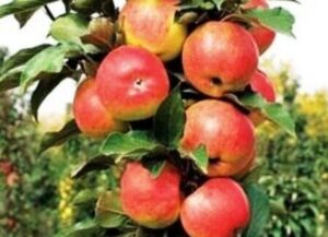 Malus domestica "Vasjugan"