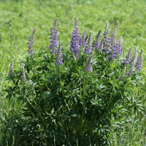 Lupinus polyphyllus (2)
