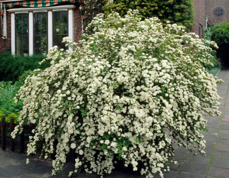 Spiraea nipponica "Snowmound" keskikokoinen