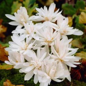 Colchicum autumnale "Album Plenum" (2)