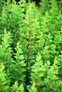 Berberis thunbergii "Erecta"