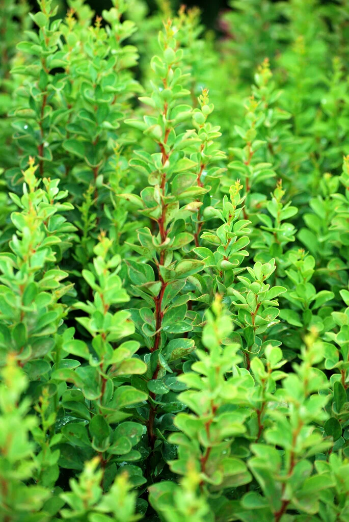 Berberis thunbergii "Erecta"