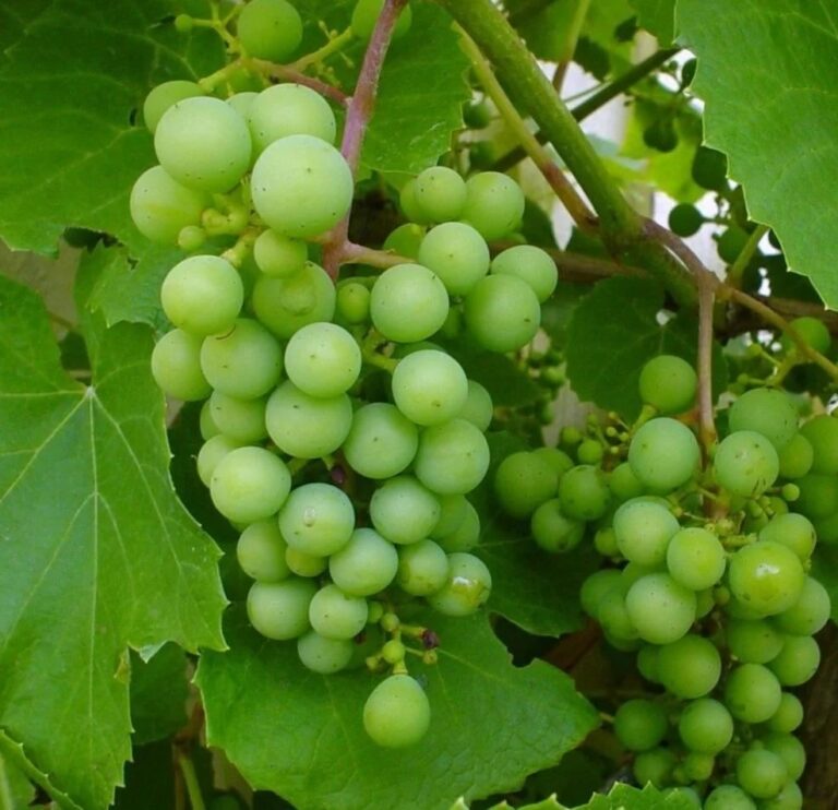 Vitis vinifera "Muscat of Alexandria"