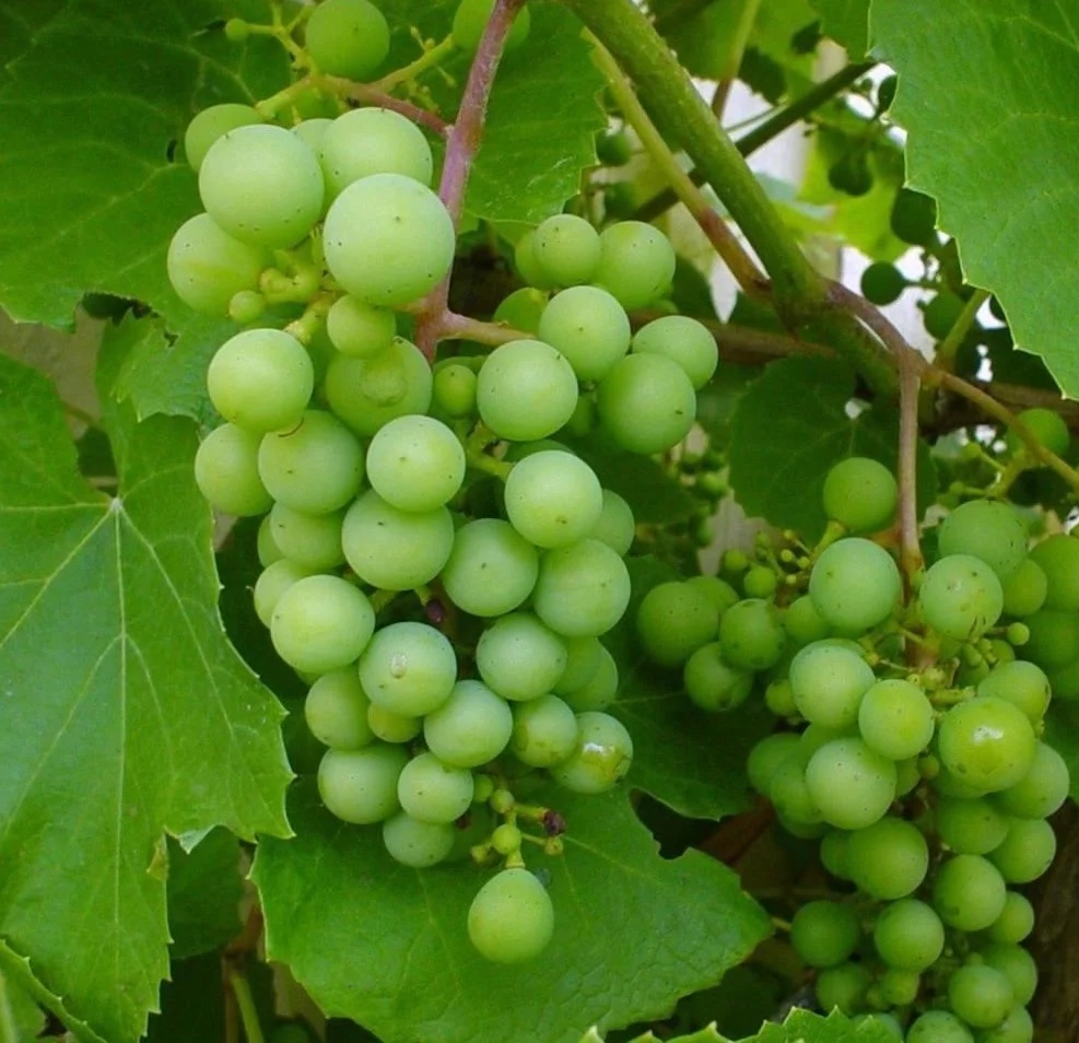 Vitis vinifera "Muscat of Alexandria"