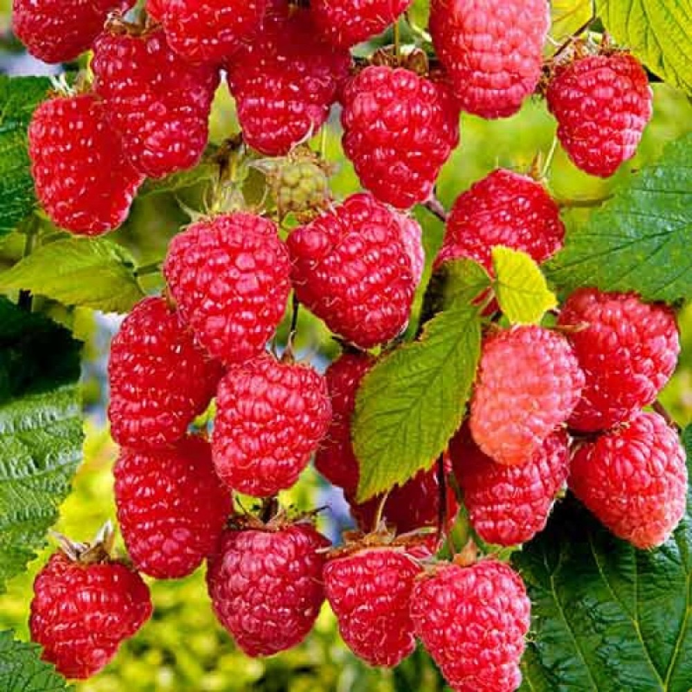 Rubus idaeus "Šahrazada"
