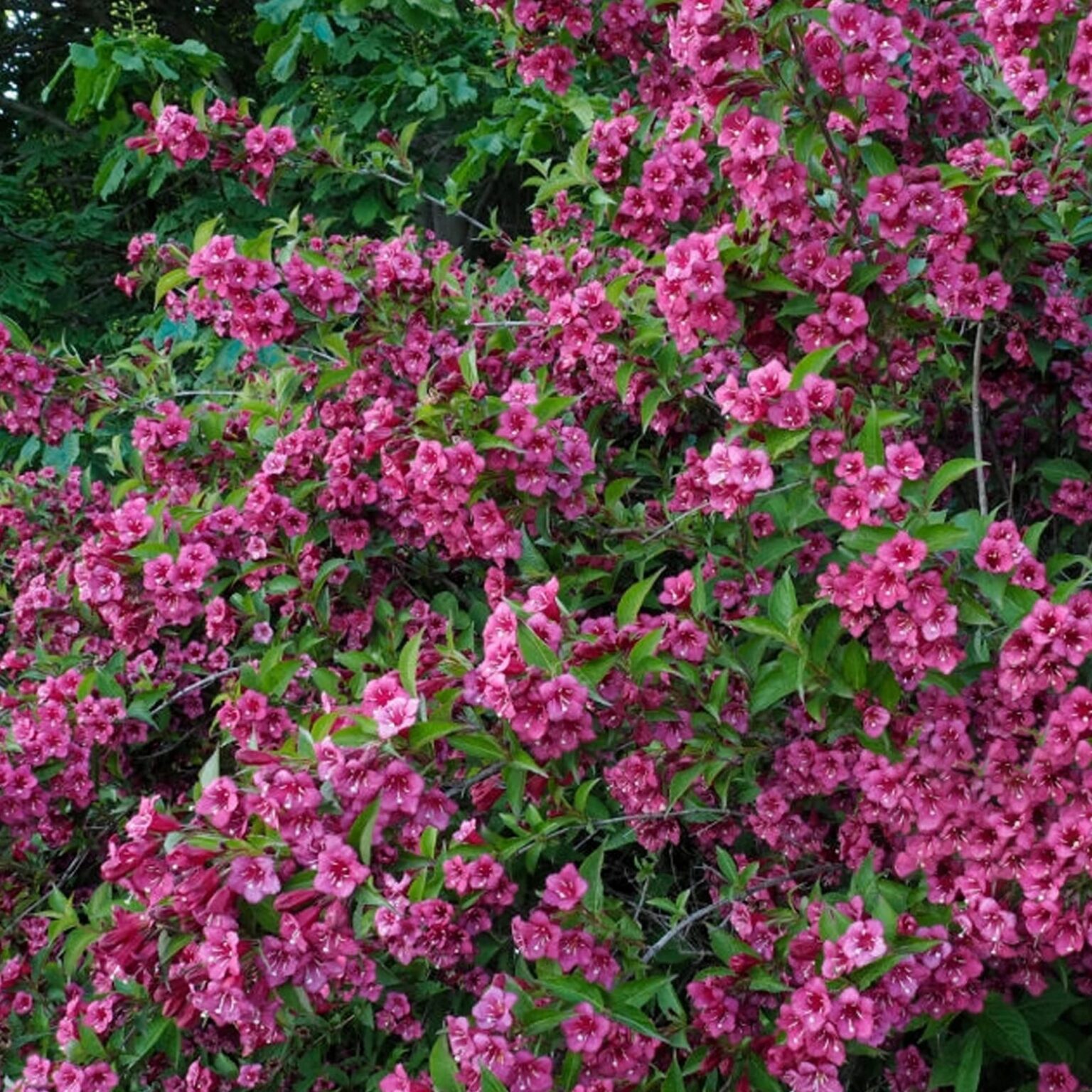 Weigela "Rumba"